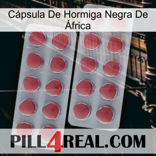 Cápsula De Hormiga Negra De África 19.jpg